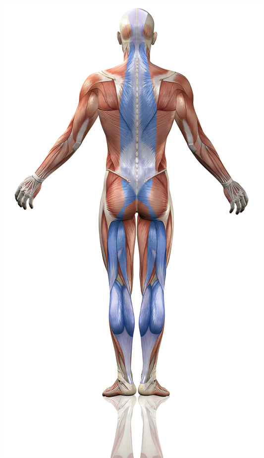 Fascia facts and functions