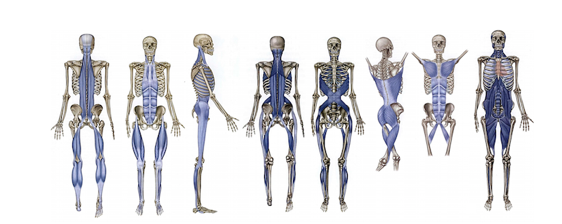 Functional Fascia Protocols